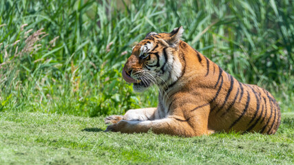 Bengal Tiger Laying on Grass