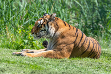 Fototapeta na wymiar Bengal Tiger Laying on Grass