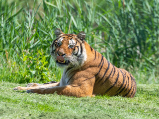 Bengal Tiger Laying on Grass