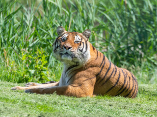 Bengal Tiger Laying on Grass