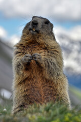 Murmeltier, Murmeltiere, Mankei, Munggen, Nagetier, Erdhörnchen, Marmotini, Murmel,...