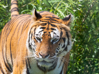 Fototapeta na wymiar Bengal Tiger Walking in Tall Grass