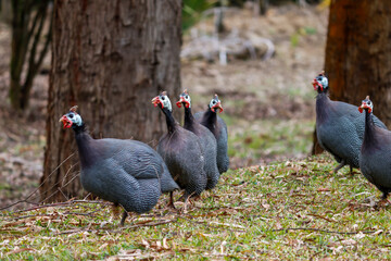 angola hen