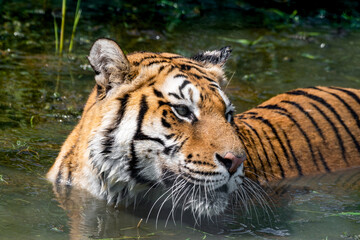 Fototapeta na wymiar Bengal Tiger Swimming in Water