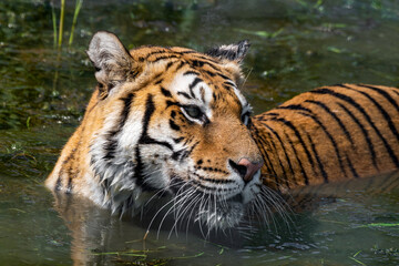 Plakat Bengal Tiger Swimming in Water