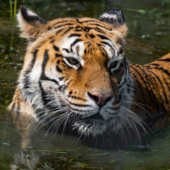 Bengal Tiger Swimming in Water