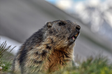Murmeltier, Murmeltiere, Mankei, Munggen, Nagetier, Erdhörnchen, Marmotini, Murmel,...