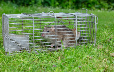 Two wild, brown rats caught in a  humane wire trap.  Scientific name: Rattus norvegicus, Garden...