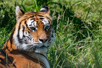 Bengal Tiger Laying on Grass