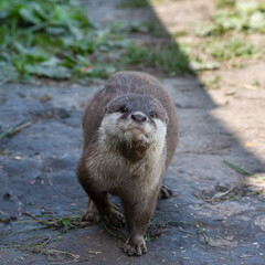 Asian Small-Clawed Otter Playing in Grass