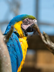 Blue and Yellow Macaw in a Tree