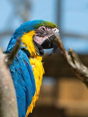Blue and Yellow Macaw in a Tree