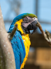 Blue and Yellow Macaw in a Tree