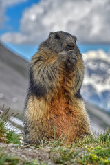 Murmeltier, Murmeltiere, Mankei, Munggen, Nagetier, Erdhörnchen, Marmotini, Murmel,...