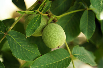 Unripe walnut hanging from a tree