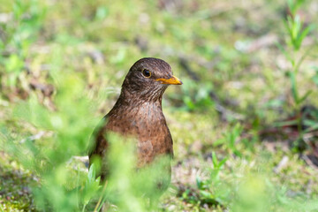 Young Blackbird on the Ground