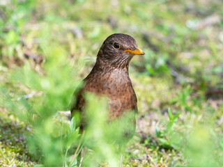 Young Blackbird on the Ground