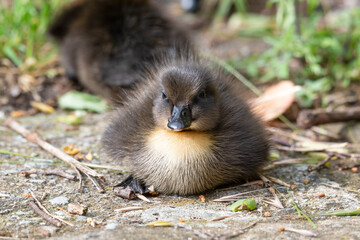 Cute Little Duckling Resting on the Ground