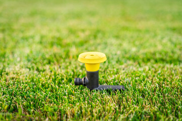 Installing a mushroom sprinkler for watering freshly cut grass in the lawn