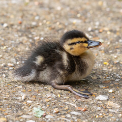 Naklejka na ściany i meble Cute Little Duckling Resting on the Ground