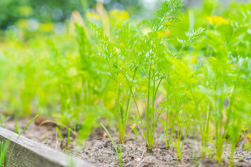 Growing carrot leaves close up in the vegetable garden