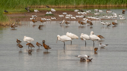 Spoonbills, Godwits, Pied Avocets, Lapwings and Gulls all Together
