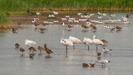 Spoonbills, Godwits, Pied Avocets, Lapwings and Gulls all Together