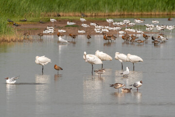 Spoonbills, Godwits, Pied Avocets, Lapwings and Gulls all Together
