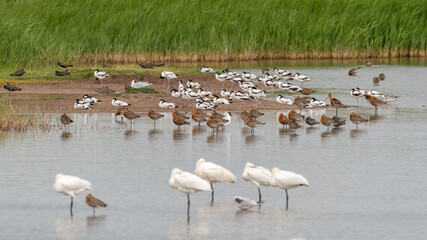 Spoonbills, Godwits, Pied Avocets, Lapwings and Gulls all Together