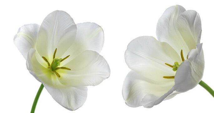 Beautiful white tulips opening on white background, close-up. Holiday, Mothers day, Wedding backdrop, Valentines Day, Easter concept.
