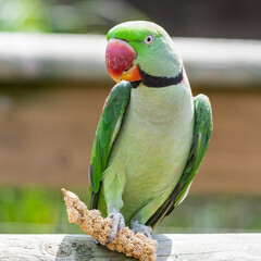 Ring-Necked Parakeet Feeding on Millet