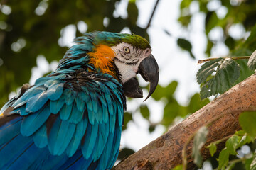 Blue and Yellow Macaw in a Tree