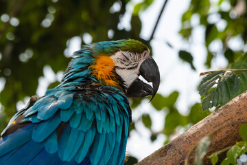 Blue and Yellow Macaw in a Tree