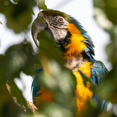 Blue and Yellow Macaw in a Tree