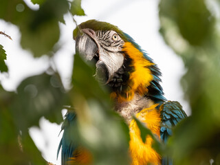 Blue and Yellow Macaw in a Tree
