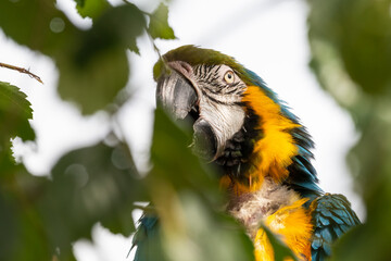 Blue and Yellow Macaw in a Tree