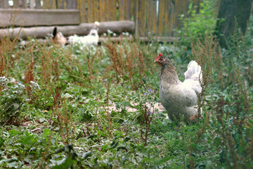 A chicken walks on the street in the green grass