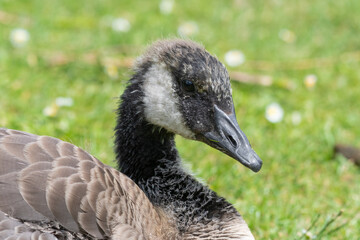 Close Up Young Canada Goose