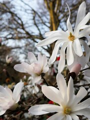 White flowers on tree