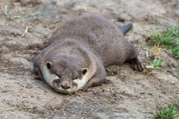 Asian Small-Clawed Otter Playing in Grass