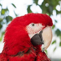 Fototapeta premium Green-Winged Macaw Perched in a Tree