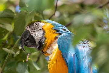Blue and Yellow Macaw in a Tree