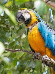 Blue and Yellow Macaw in a Tree