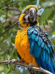 Blue and Yellow Macaw in a Tree