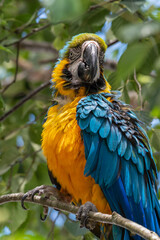 Blue and Yellow Macaw in a Tree