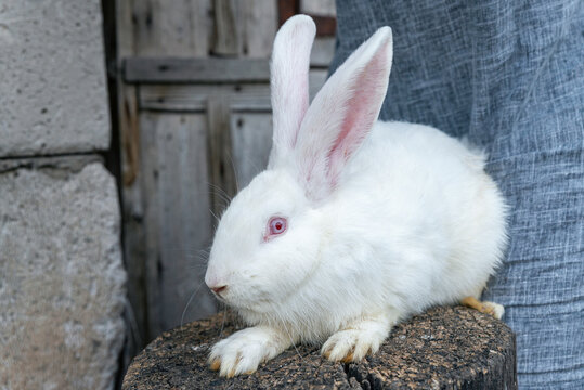 Purebred albino rabbit. Big white rabbit with red eye.