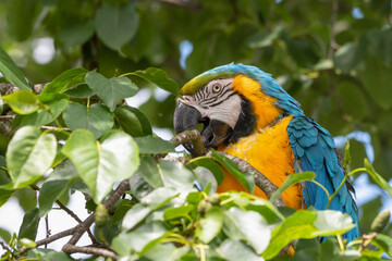 Blue and Yellow Macaw in a Tree