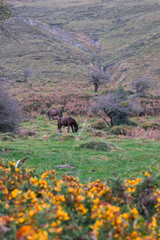 Selva de Irati naturaleza