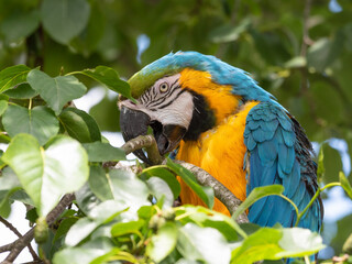 Blue and Yellow Macaw in a Tree