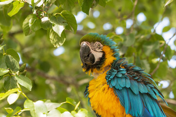 Blue and Yellow Macaw in a Tree